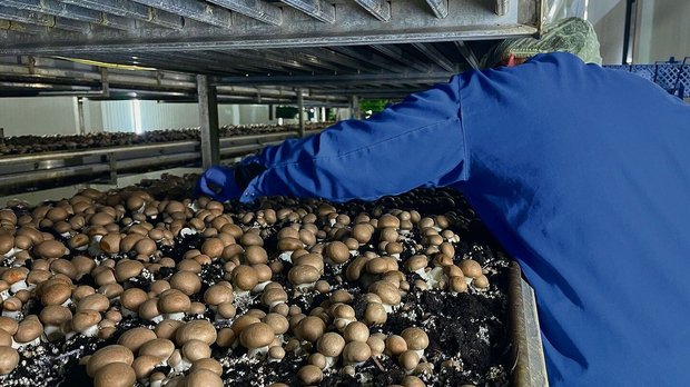 Nur ein geschultes Auge erkennt die ausreichend reifen Pilzköpfe.