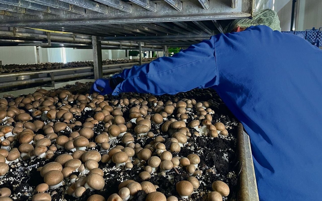 Nur ein geschultes Auge erkennt die ausreichend reifen Pilzköpfe.