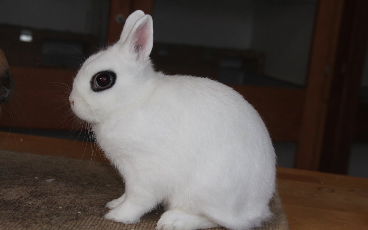 Zwergkaninchen, Farbenschlag Hotot.