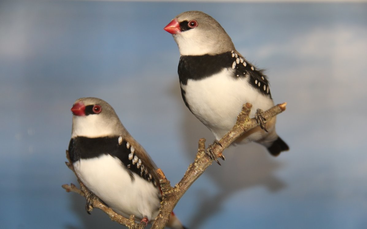 Diamantfinken stammen aus Eukalyptus-Waldland im südlichen Australien und sind in der Vogelhaltung gut etabliert. 