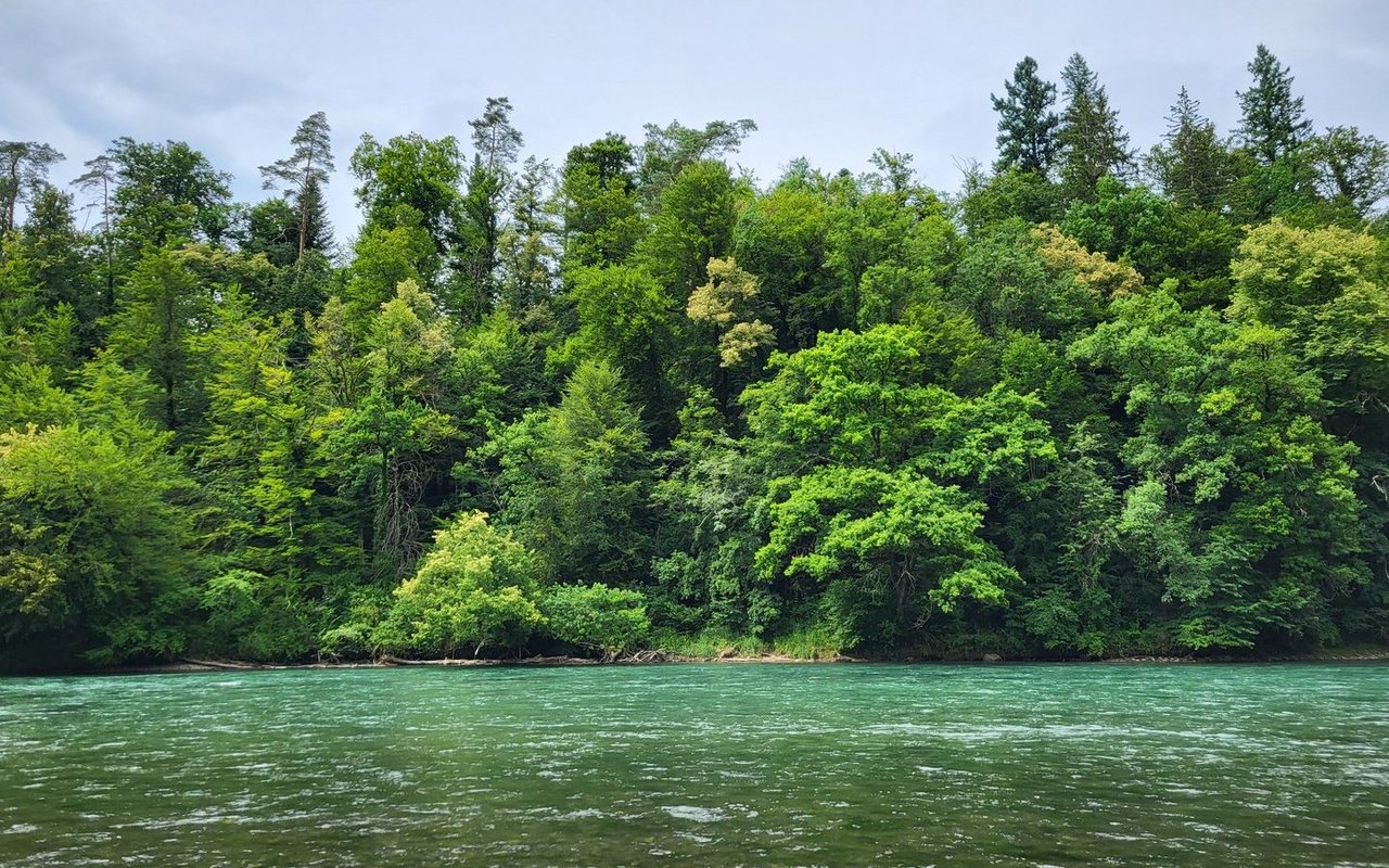 Nicht alle sind sich einig darüber, wie viel des Schweizer Waldes als Reservat ausgezont werden soll.