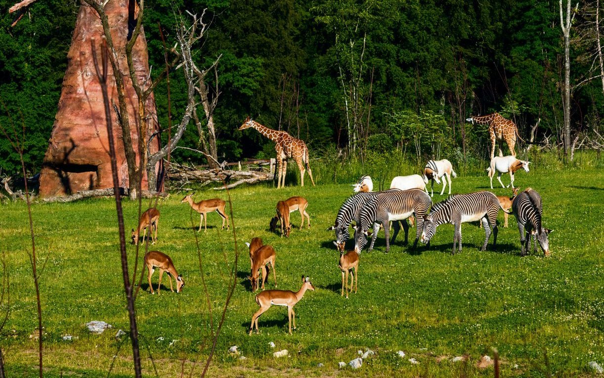 Netzgiraffen, Säbelantilopen, Impalas und Grevyzebras auf der Lewa Savanne.