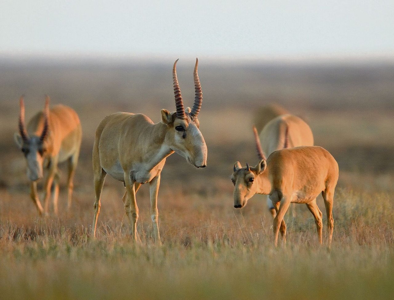 Saiga-Antilopen sind an ihrer rüsselartigen Nase erkennbar.