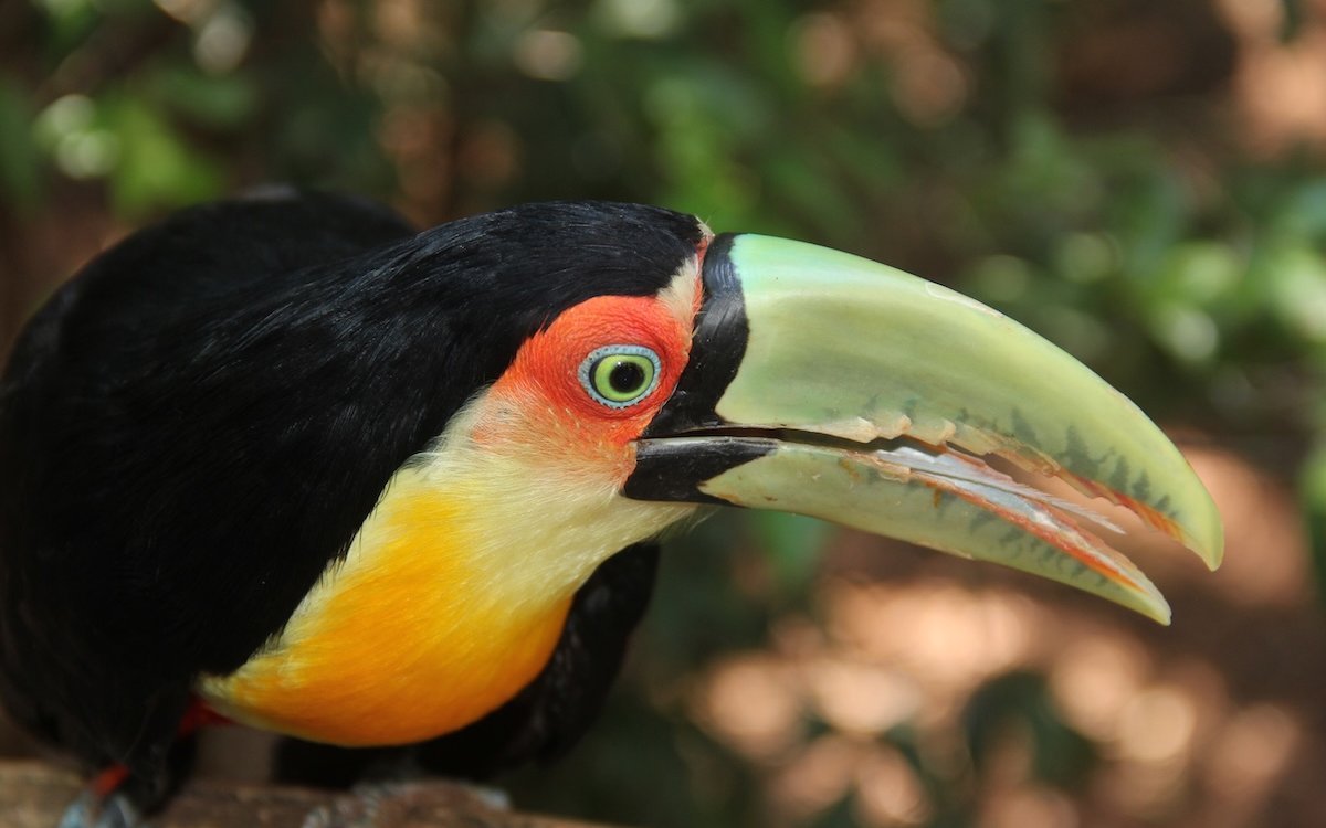 Dieser zahme Bunttukan im Vogelpark Parque das Aves in Foz do Iguaçu in Brasilien wurde von Hand aufgezogen. 