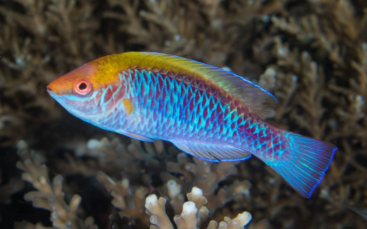Ein mehrfarbiger Lippfisch. 