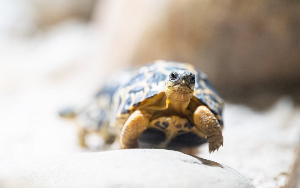  Die Strahlenschildkröte gilt als gefährdet. 