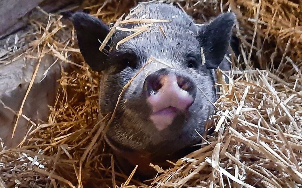 Schwein