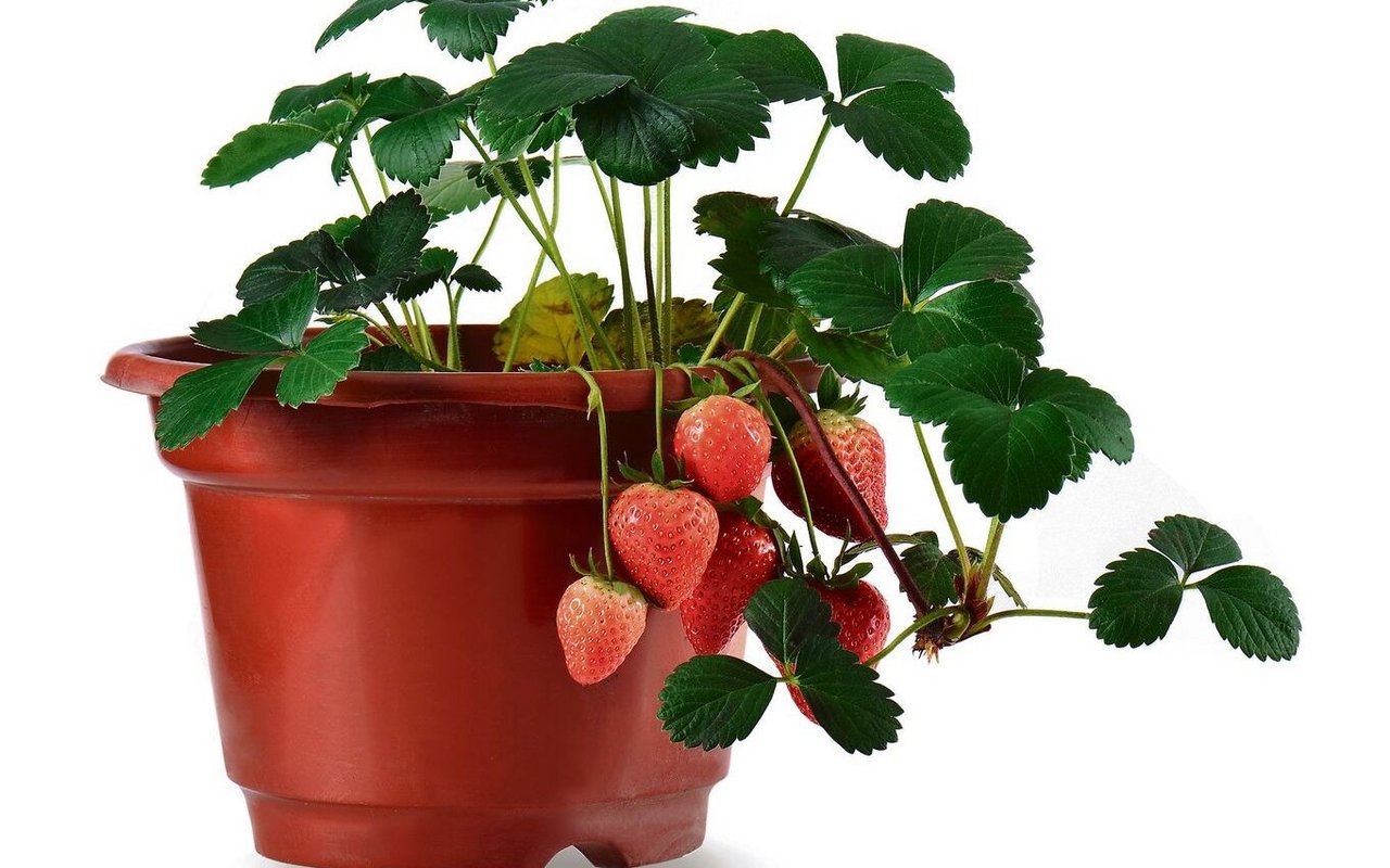 Auch Erdbeeren können auf dem Balkon im Topf gezogen werden. 