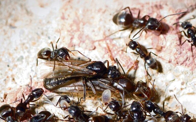 Die ursprünglich aus dem Mittelmeerraum stammende Grosse Drüsenameise breitet sich zunehmend in der Schweiz aus.