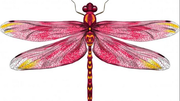 Libelle