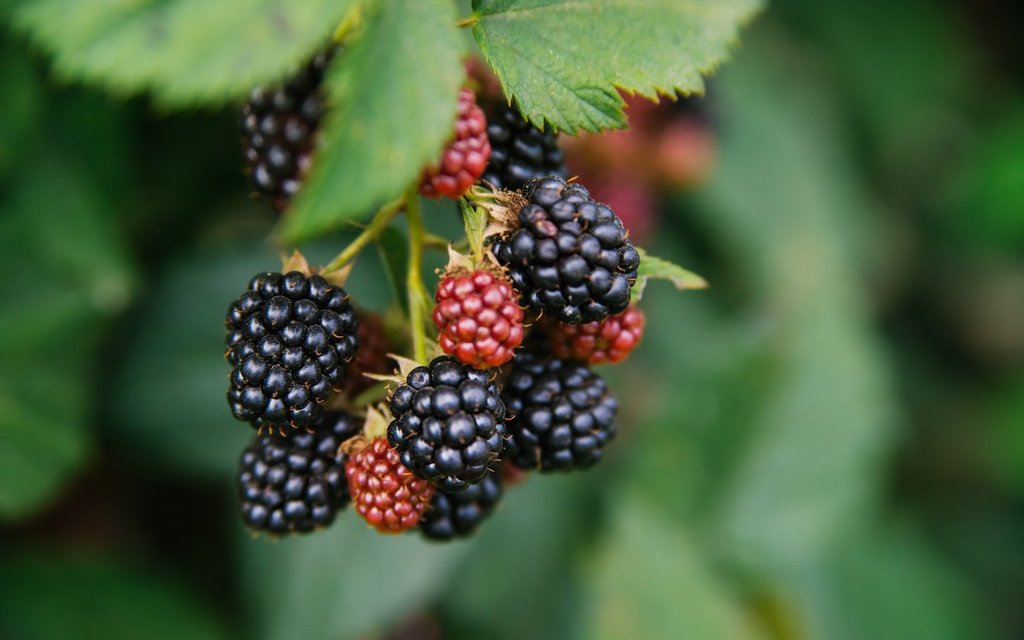 Auch Brombeeren haben viele Vitamine und Antioxidantien. Die Pflanzen haben aber Dornen, die sich in den Kleidern verfangen können. 