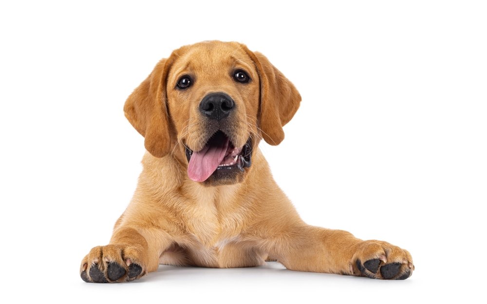 Forschende arbeiten derzeit an einer KI, die das Hundebellen in Echtzeit entschlüsselt.