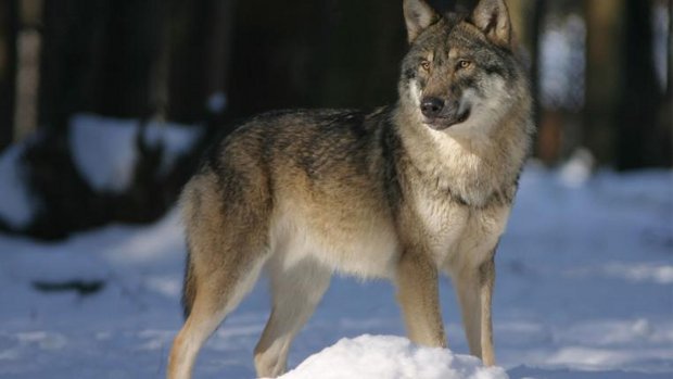Wolf im Schnee