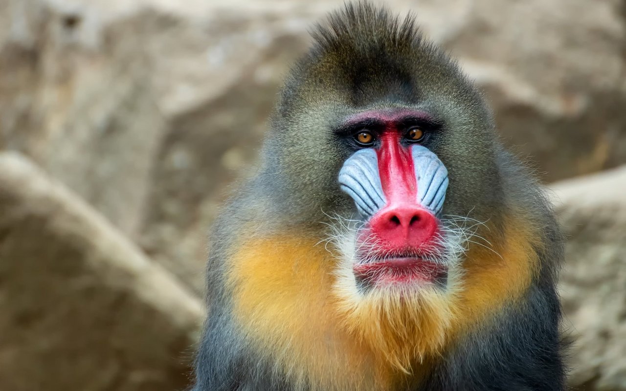 Das leuchtend bunte Gesicht und der farbige Po sind typisch für die Mandrills.