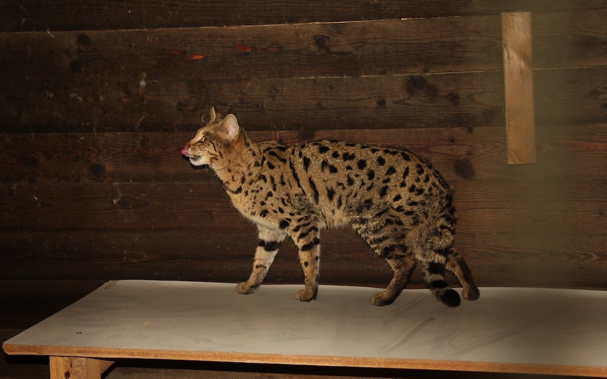 Die Savannah-Katze Suzie im Innenraum. Sie wird im Bioparc Genf wie ein Wildtier behandelt. 