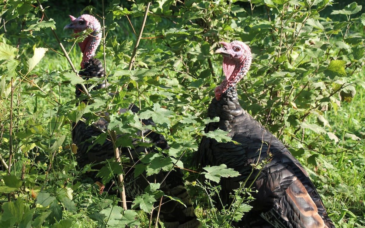 Im Wildpark Roggenhausen streifen Wildtruten durch Büsche und Sträucher, als wären sie irgendwo in ihrem ursprünglichen Verbreitungsgebiet in den USA unterwegs. 