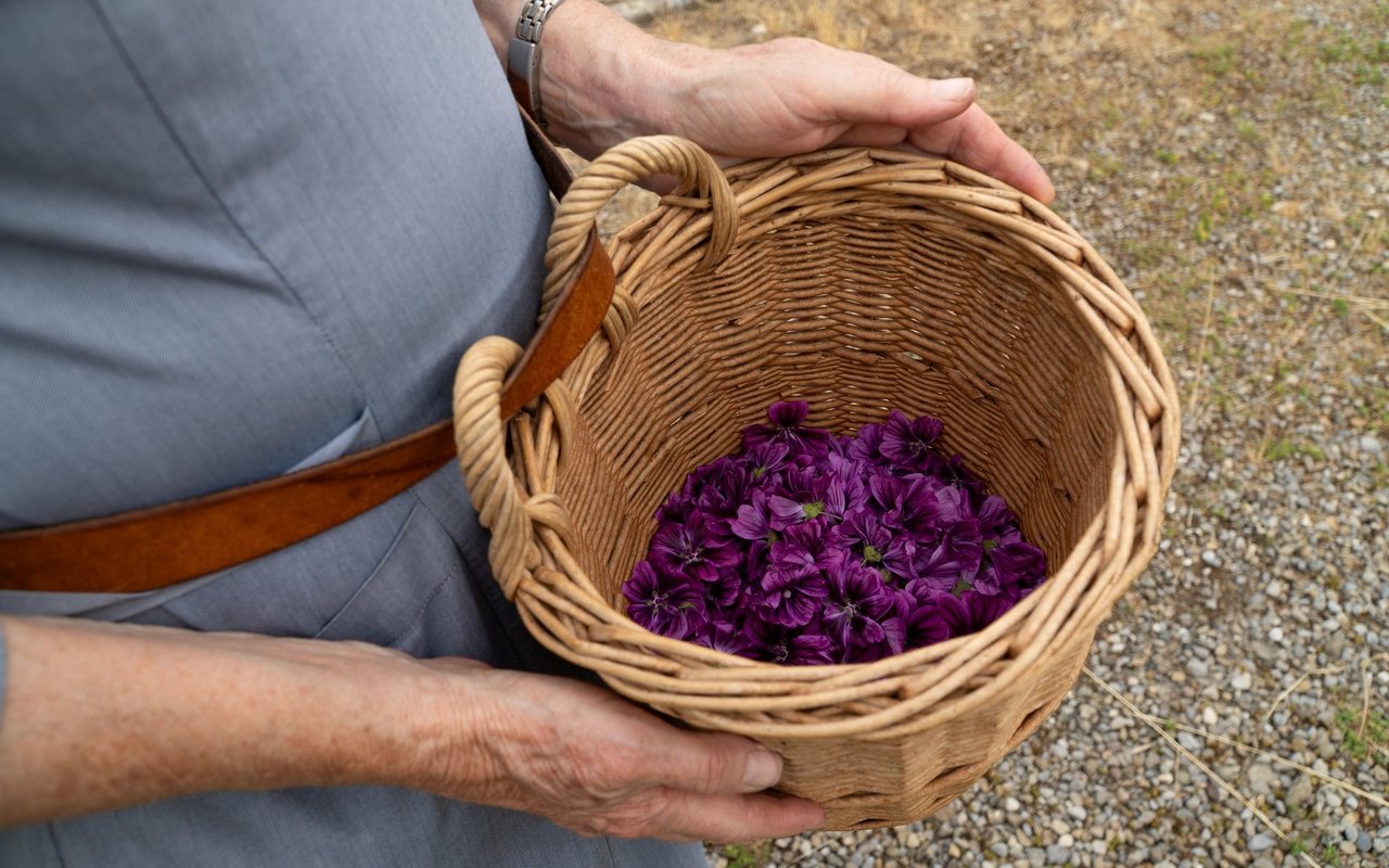 Schwester Theresita nutzt die Malvenblüten unter anderem, um dem Kräutersirup des Klosters eine intensive Farbe zu verleihen.