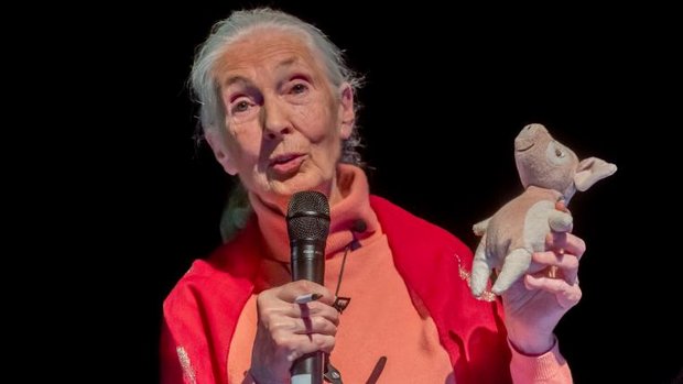 Jane Goodall bei einem Auftritt in Baden
