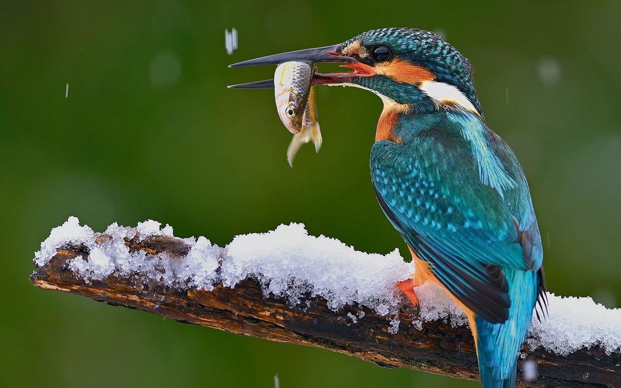 Eisvogel