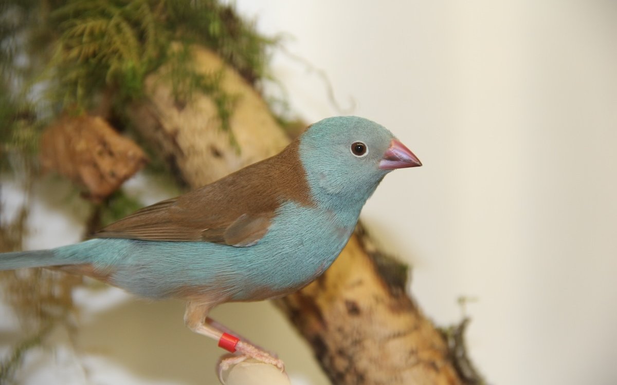 Der Blaukopf-Schmetterlingsfink stammt hauptsächlich aus Kenia und Tansania.