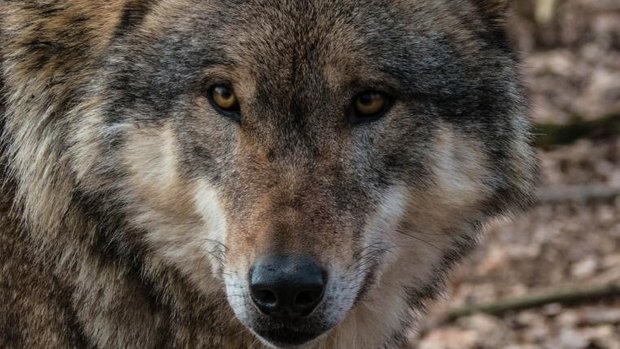 wolf.jpg