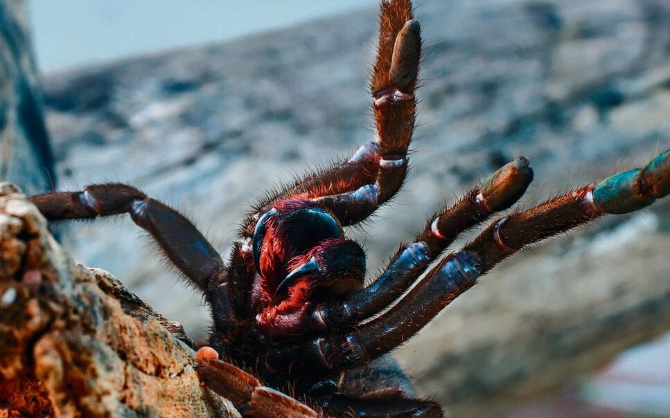 Vogelspinnen bauen keine Netze, nur manche spinnen sich ein Gespinst
als eine Art Wohnhöhle. 
