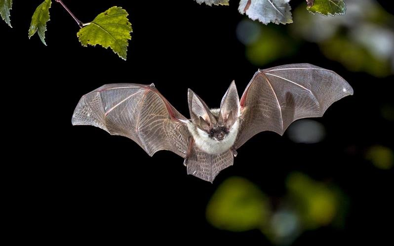 Fledermäuse sind berühmt für ihren Biosonar. Sie haben ein ausgeprägtes Gehör, um das Echo zu hören.