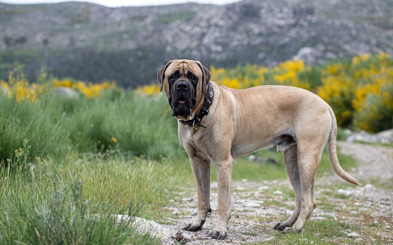 Der Mastiff – ein imposanter Riese mit kräftigem Körperbau, breitem Kopf und typischer schwarzer Maske.