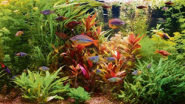 Aquarium