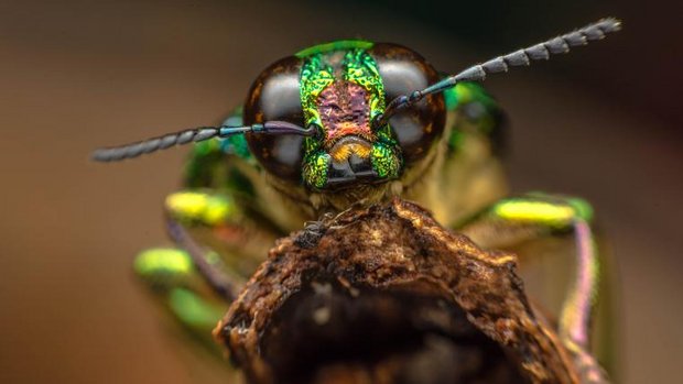 Insekten