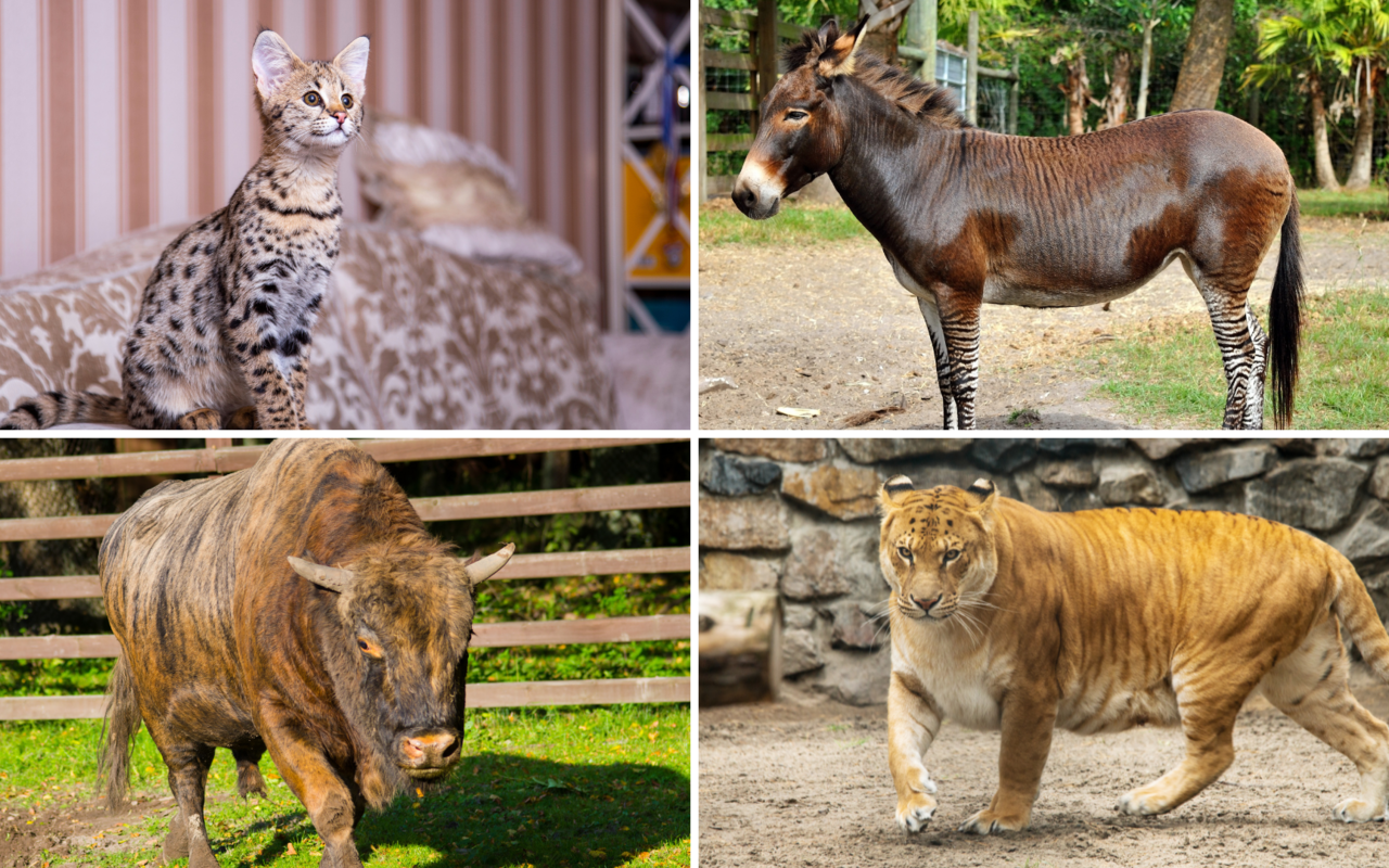 Hybriden haben Elterntiere von zwei verschiedenen Tierarten. 