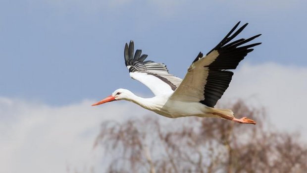 Storch im Flug