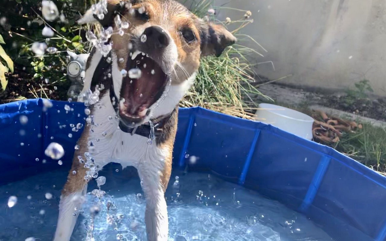 Fang die Wassertropfen.