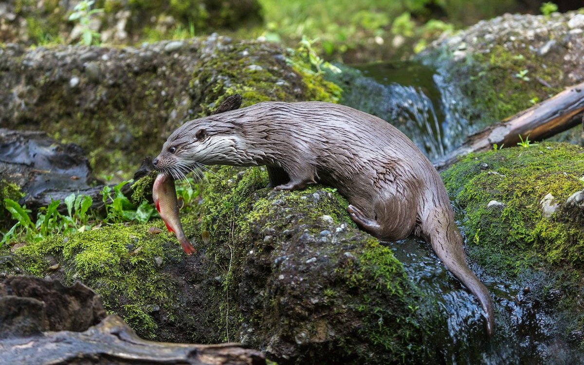Der Europäische Fischotter im Zoo Zürich fängt lebendige Fische, denn er oder seine Nachkommen sind für ein Auswilderungsprogramm bestimmt.