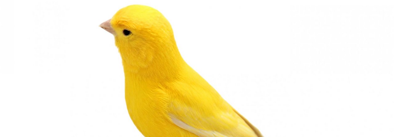 Ein Farbkanarienvogel Lipochrom gelb.