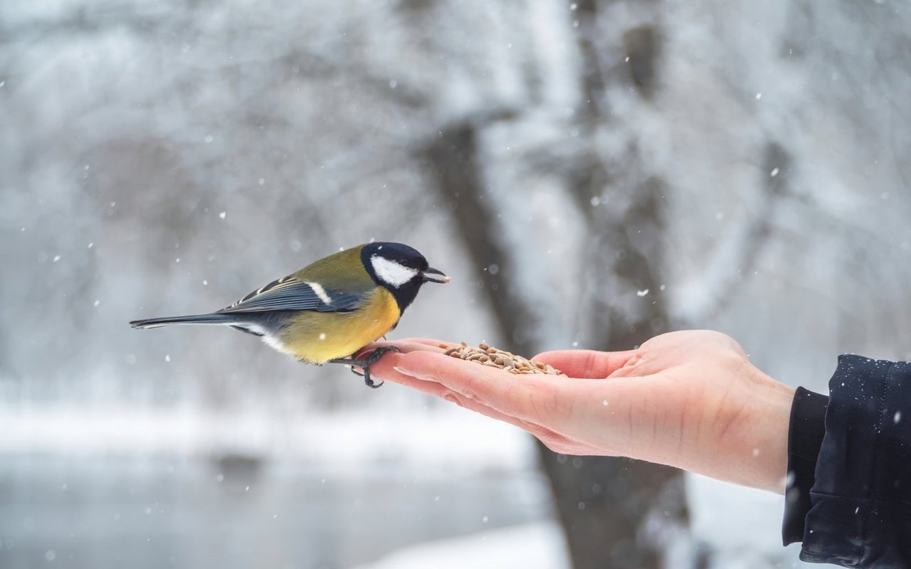 Wildtiere im Winter füttern zu wollen mag gut gemeint sein, richtet aber oft mehr Schaden als Nutzen an.