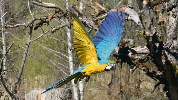 Wie in Südamerika: Gelbbrustaraim Freiflug.