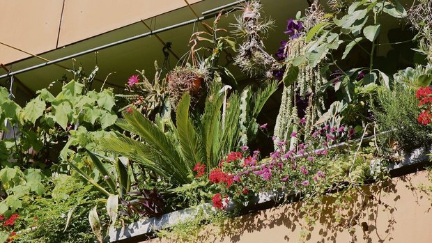 Ein Beispiel ausder Schweiz: Der Balkon unseres Autors (unten),wo regelmässig Amseln brüten (oben).
