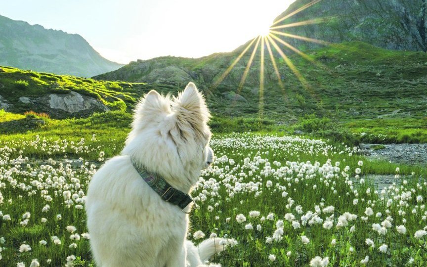 «Huch, wo geht denn die Sonne hin?», scheint sich Lil Rasta hier zu fragen. Festgehalten wurde dieser Moment auf dem Steingletscher, einem Talgletscher in den Urner Alpen. Dieser befindet sich im äussersten Osten des Kantons Bern.