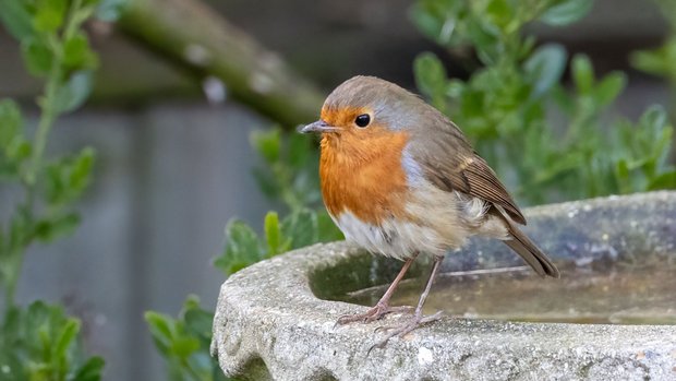 Ein Rotkehlchen sitzt am Rand eines steinernen Vogelbades