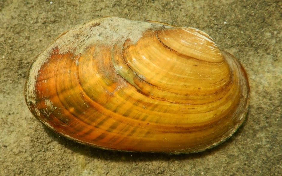 Bachmuscheln sind nur noch in besonders sauberen Gewässern zu finden.