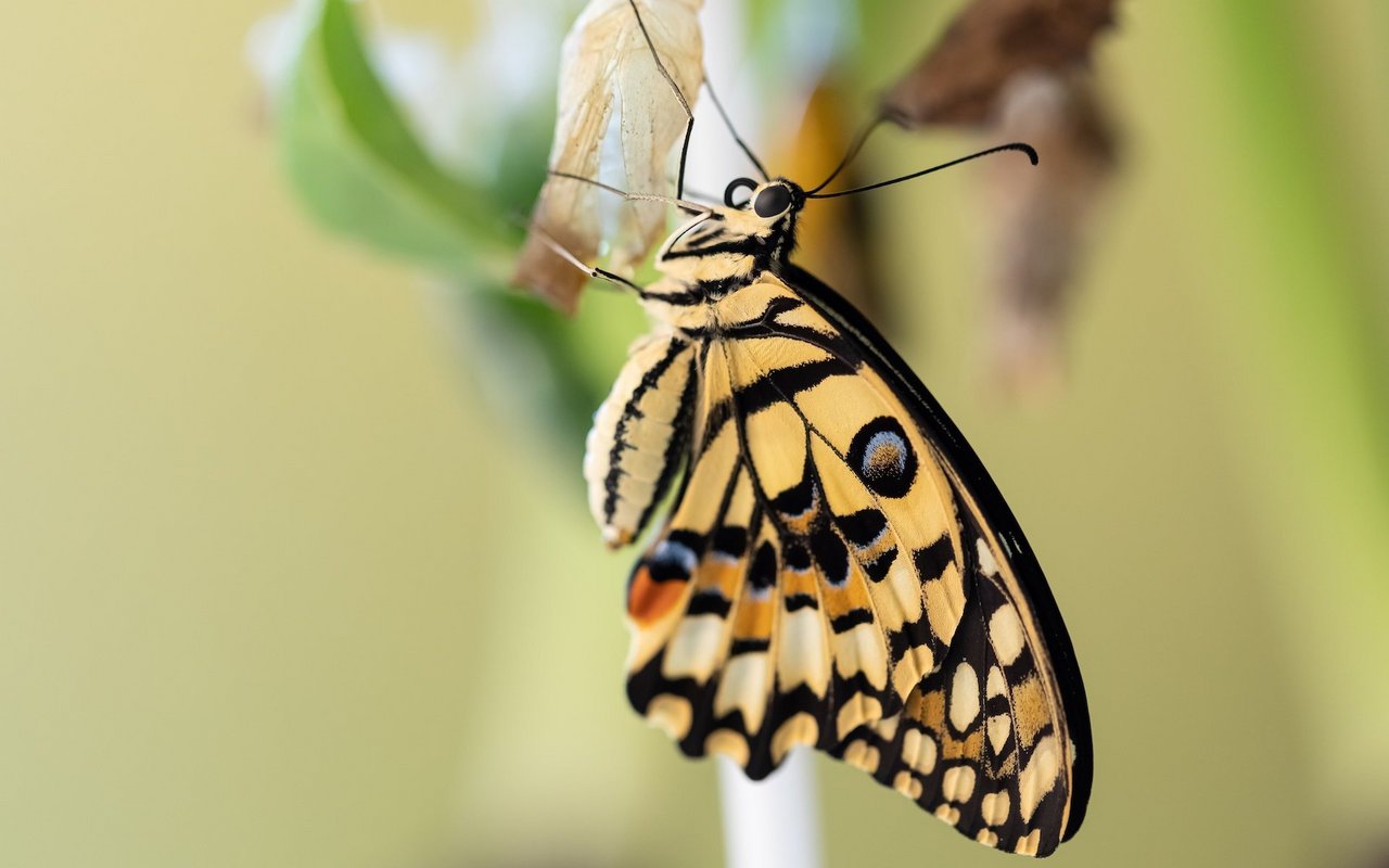 Schlüpft ein Schmetterling, muss er erst einmal seine Flügel trocknen lassen. Deshalb braucht es genug Platz nach unten.
