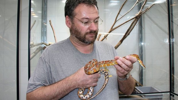 Der Kurator des Basler Zoos, Fabian Schmidt, mit einer Kornnatter.
