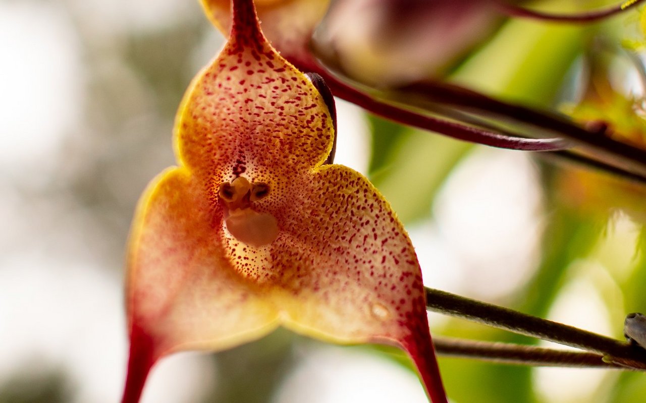 Affenorchidee
