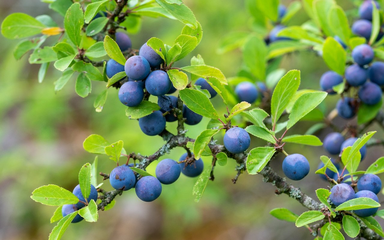 Schlehen können im Herbst zwar geerntet werden, sie brauchen aber zuerst Frost, bevor sie geniessbar sind. 