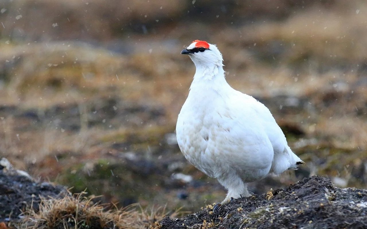 In den Kantonen Graubünden, Wallis und Uri werden Alpenschneehühner bejagt.