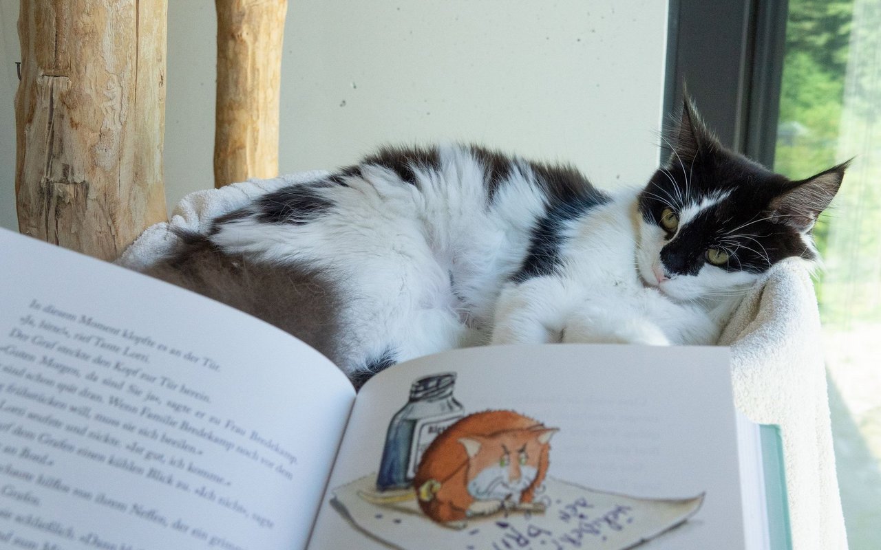 Die Katzen profitieren ebenfalls, wenn Kinder zum Vorlesen ins Tierheim kommen.
