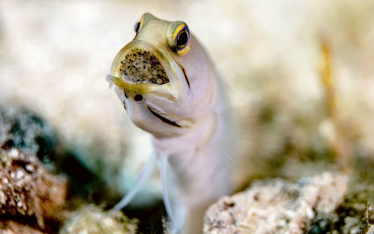 Kieferfisch