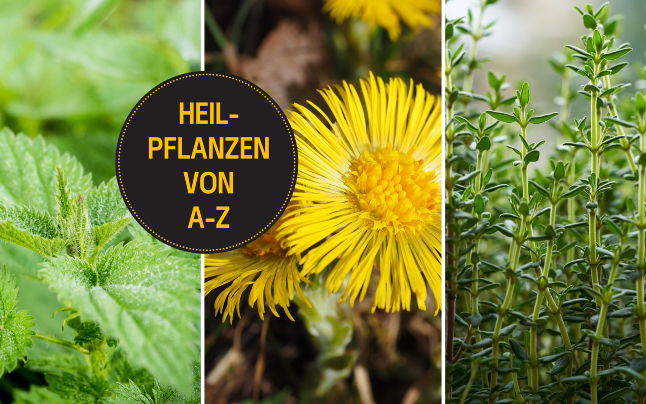 Pflanzen können auch eine heilende Wirkung haben.
