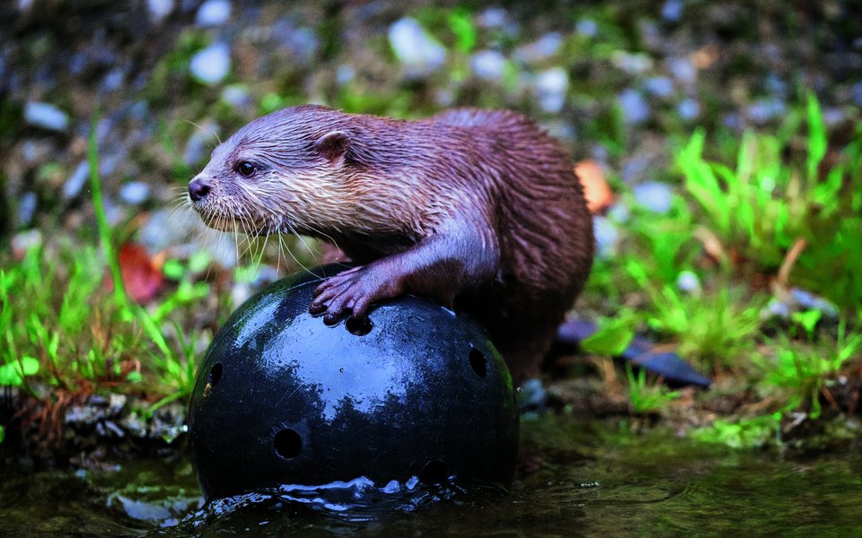 Der Zwergotter im Walter Zoo beschäftigt sich sehr gerne und intensiv mit diesem Ball.  